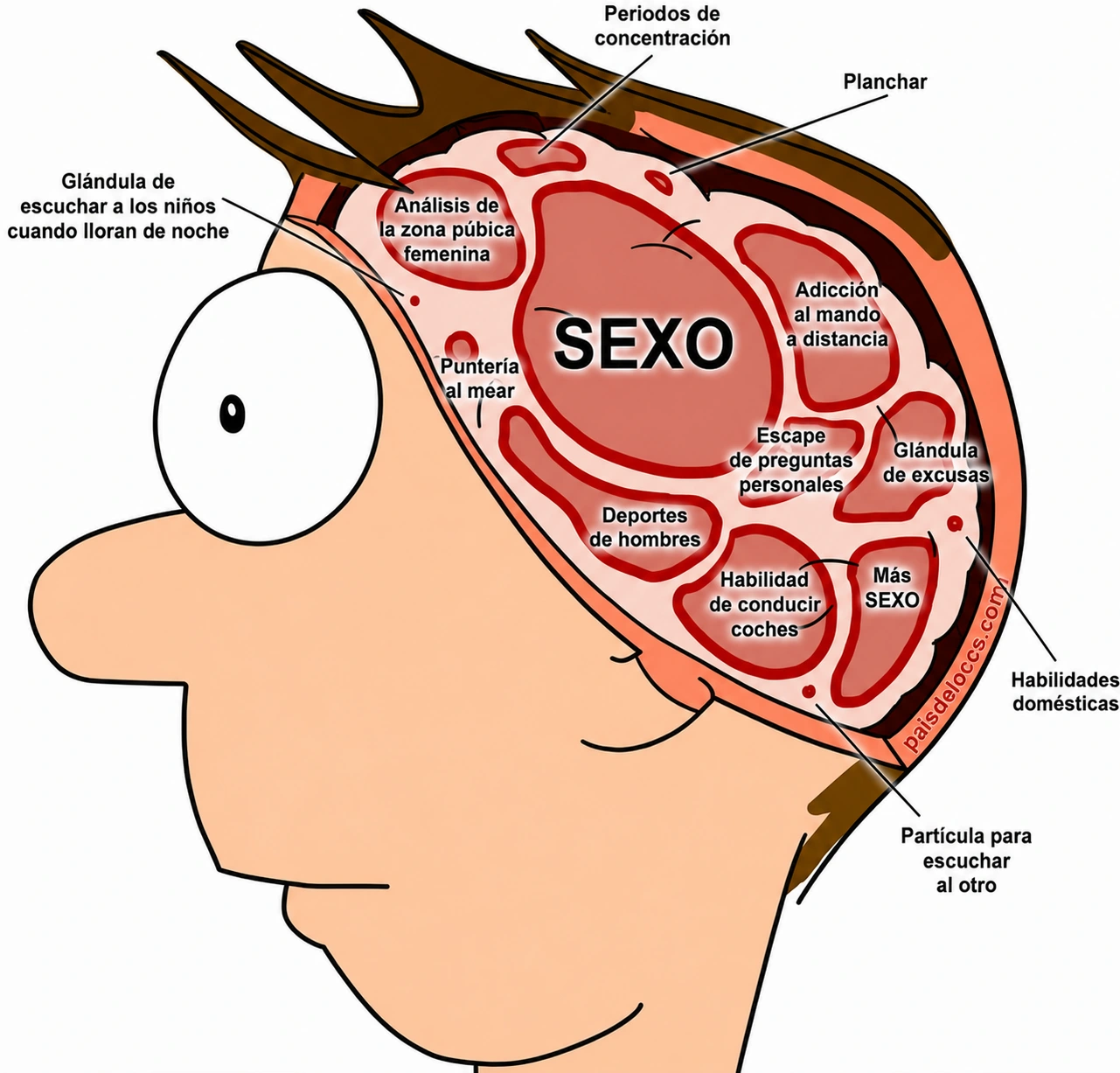 Esquema humorístico restaurado del cerebro del hombre