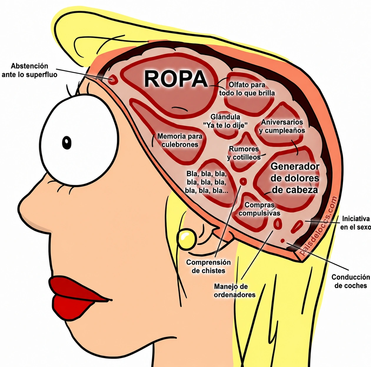 Esquema humorístico restaurado del cerebro de la mujer
